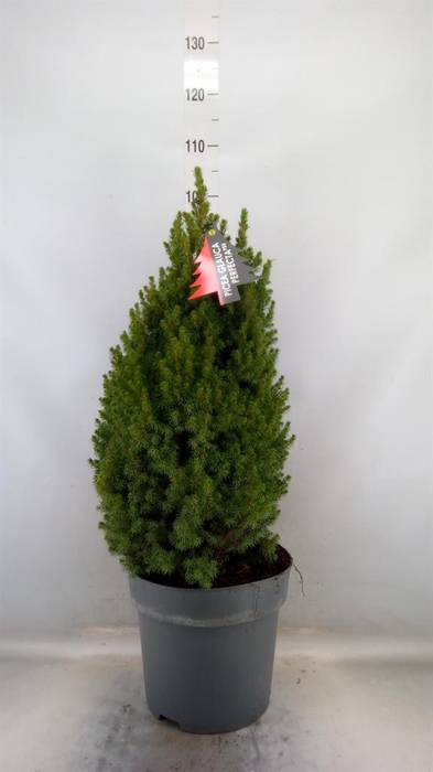 <h4>Picea glauca 'Perfecta'</h4>