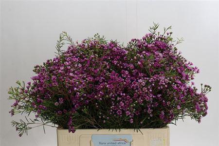 <h4>Chame Un Jupiter</h4>