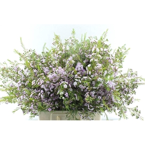 Chamelaucium Dancing Queen