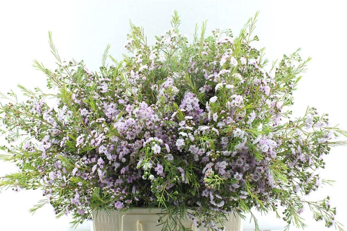 <h4>Chamelaucium Dancing Queen</h4>