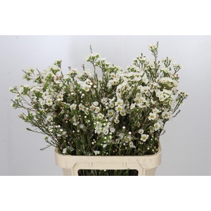 Chamelaucium Rhiannon