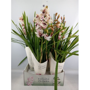 Cymbidium   ...