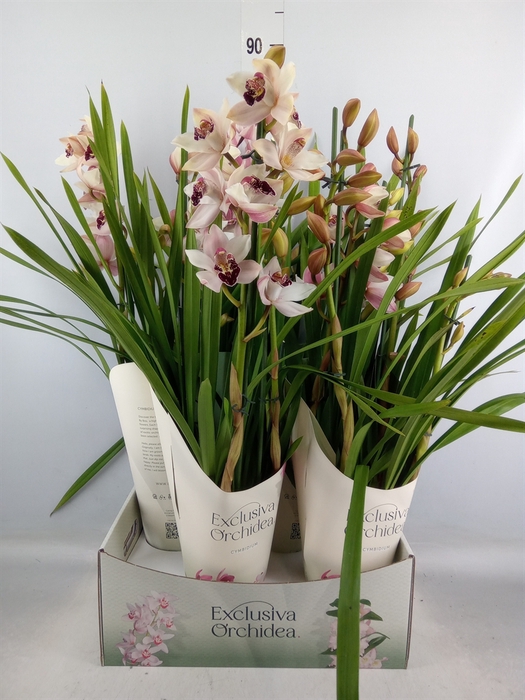 <h4>Cymbidium   ...</h4>