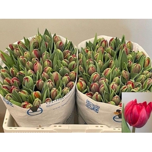 Tulipa do red princess