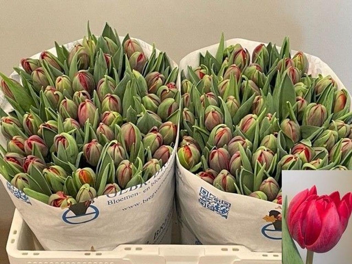 <h4>Tulipa do red princess</h4>