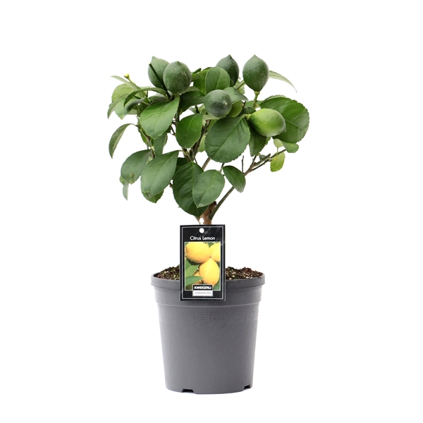 <h4>Citrus Lemon palisser</h4>