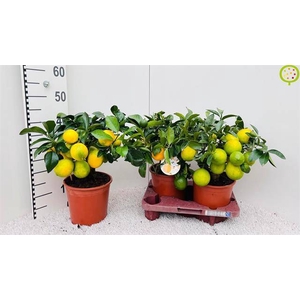 Citrus meyeri Meyer 19Ø 50cm