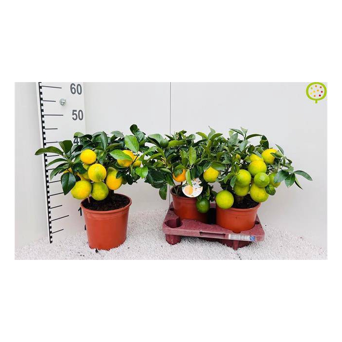 <h4>Citrus meyeri Meyer 19Ø 50cm</h4>