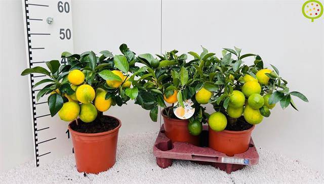 Citrus meyeri Meyer 19Ø 50cm