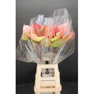 Anthurium Peruzzi