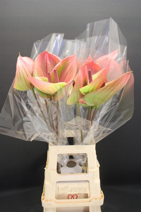 <h4>Anthurium Peruzzi</h4>