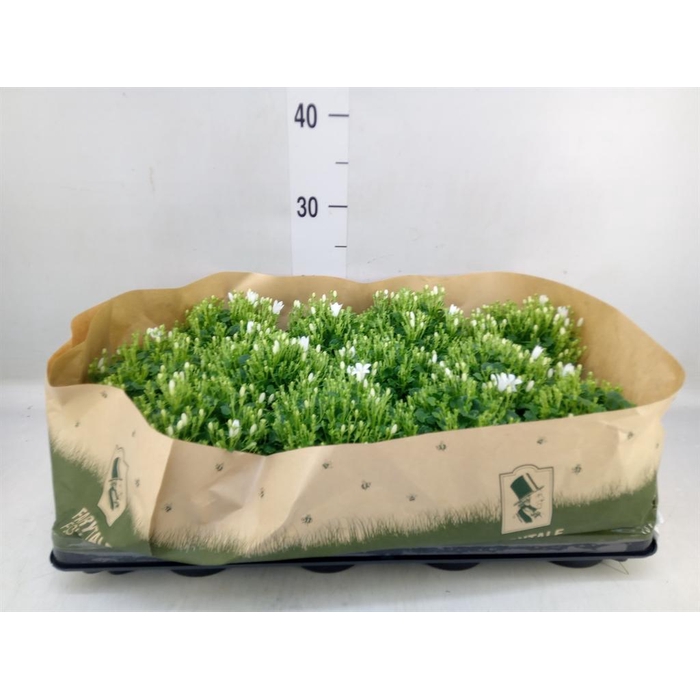 <h4>Campanula porten.</h4>