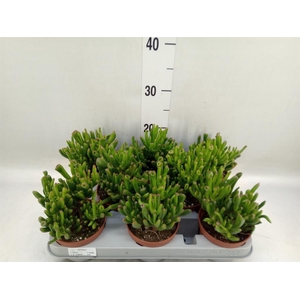 Crassula ovata 'Gollum'