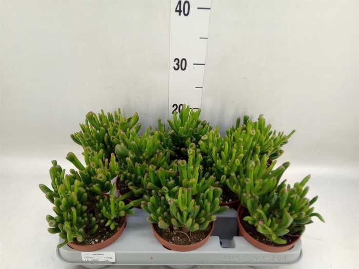 <h4>Crassula ovata 'Gollum'</h4>