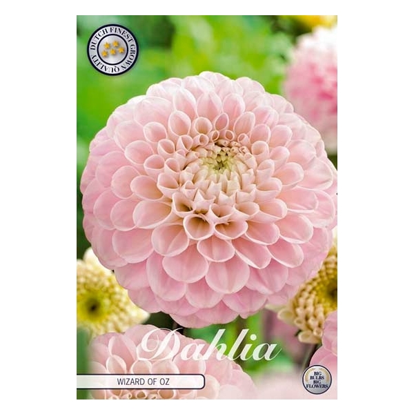 <h4>Dahlia Wizard of Oz x1 I</h4>