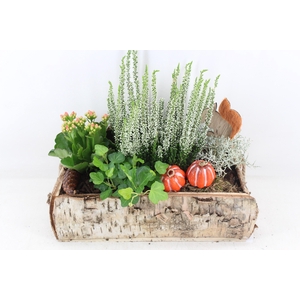 arr4 Outdoor VL - Schors recht. touw oor