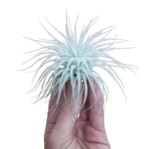 Tillandsia