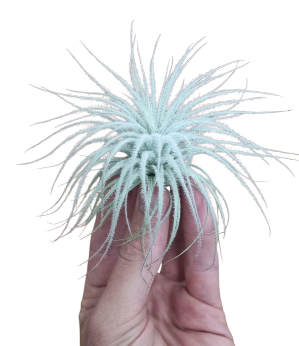 <h4>Tillandsia</h4>