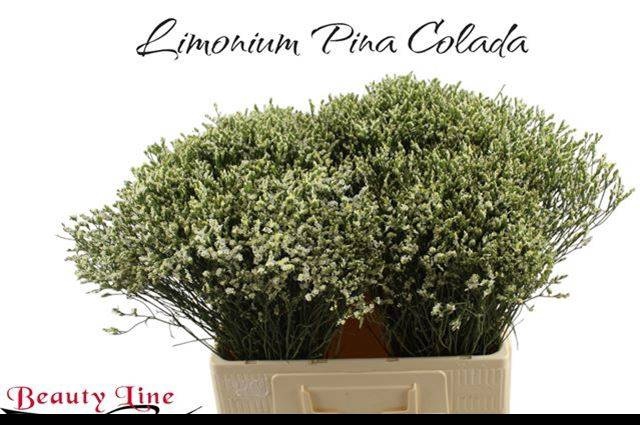 <h4>LIM SIN SEN P COLADA</h4>