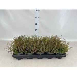 Calluna vulg. 'Tib'