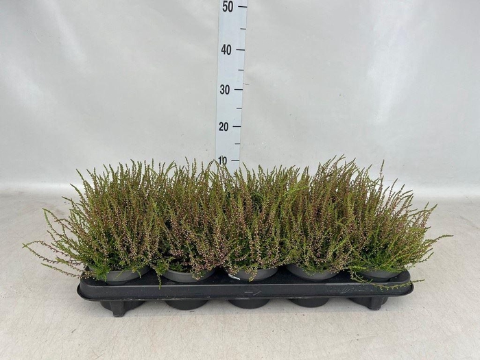 <h4>Calluna vulg. 'Tib'</h4>