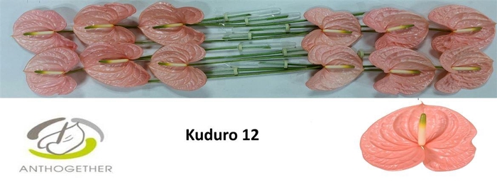 <h4>Anth A Kuduro</h4>