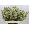 Chamelaucium Ofir