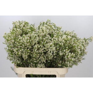 Chamelaucium Ofir