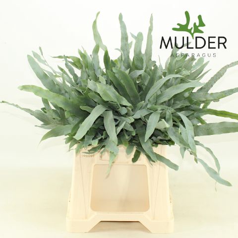 <h4>Snijgroen Cyrtomium Fort 60cm</h4>
