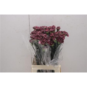 Di St Copper Extasis