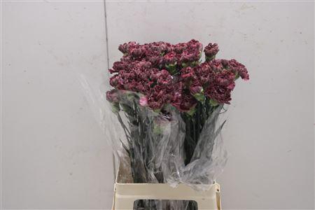 <h4>Di St Copper Extasis</h4>