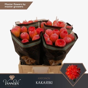 CHR G ANTONOV KLB H%