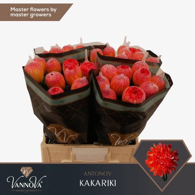 <h4>CHR G ANTONOV KLB H%</h4>