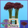 Allium Cherry