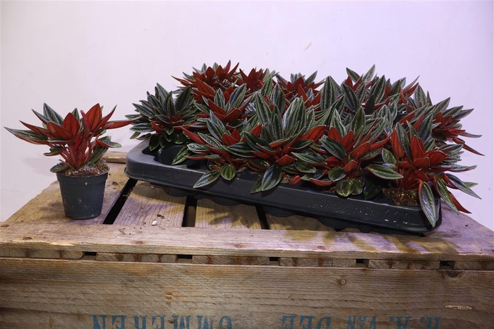 <h4>Pep Ca Rosso</h4>