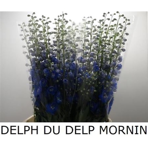 Delph Du Delphis Morning