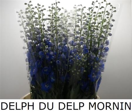<h4>Delph Du Delphis Morning</h4>