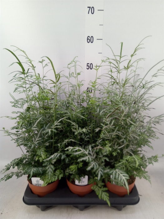<h4>Pteris ensiformis 'Evergemiensis'</h4>