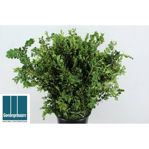 BUXUS SEMP