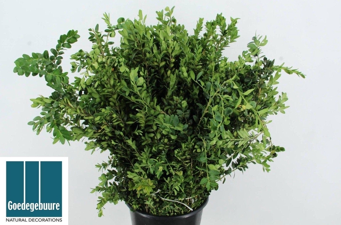 <h4>BUXUS SEMP</h4>