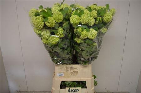 <h4>Viburnum Roseum St</h4>