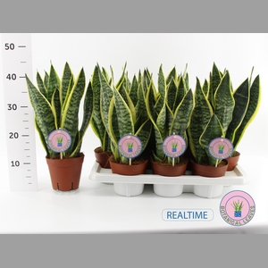 SANSEV FUTURA SUPERB