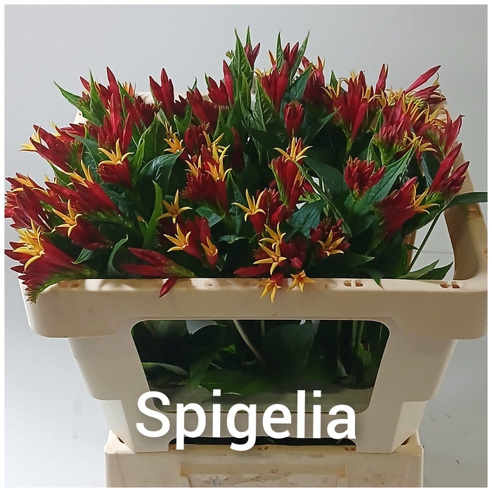 <h4>SNIJBLOEMEN OV</h4>
