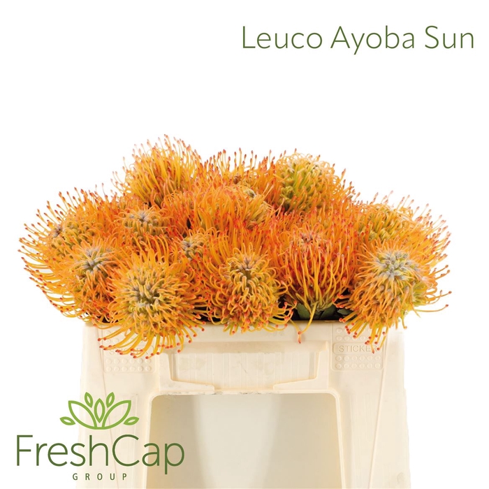 <h4>Leuco Ayoba Sun</h4>