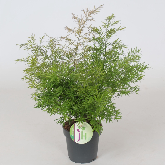 <h4>Asparagus dens. 'Cwebe'</h4>