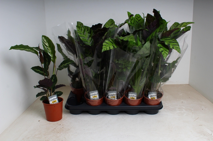 <h4>CALAT GEM 3 SRT</h4>