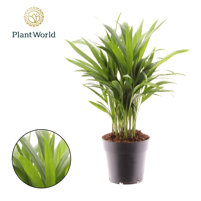 <h4>Dypsis lutescens (Areca)</h4>