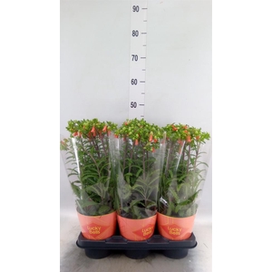Kalanchoe HG 'Lucky Bells'