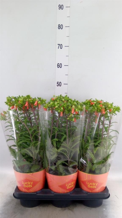 <h4>Kalanchoe HG 'Lucky Bells'</h4>