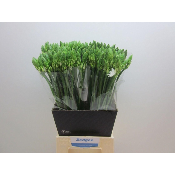 <h4>Ornit Thyrsoides</h4>